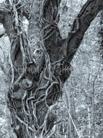 Old Tree with Twisted Dead Ivy - Photo Walk UK