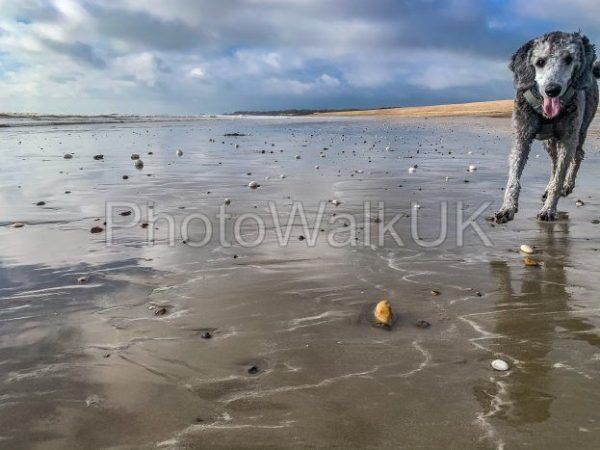 Young silver poodle on a wet sandy beach - Photo Walk UK