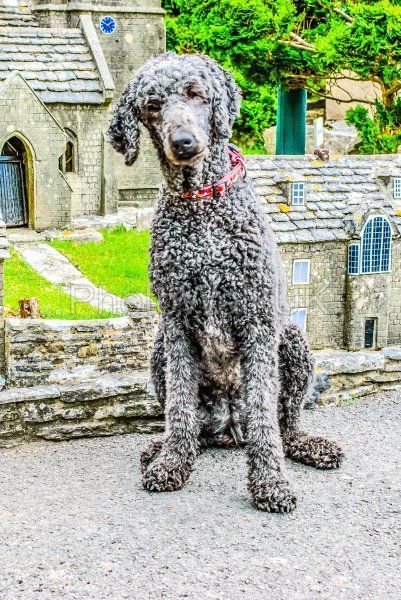Giant Poodle in Model Village - Photo Walk UK