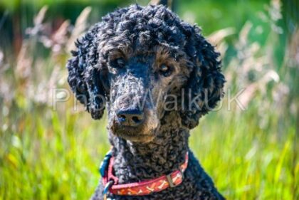 Portrait of a standard poodle head and shoulders - Photo Walk UK