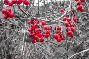 Red winter berries against a monochrome background - Photo Walk UK