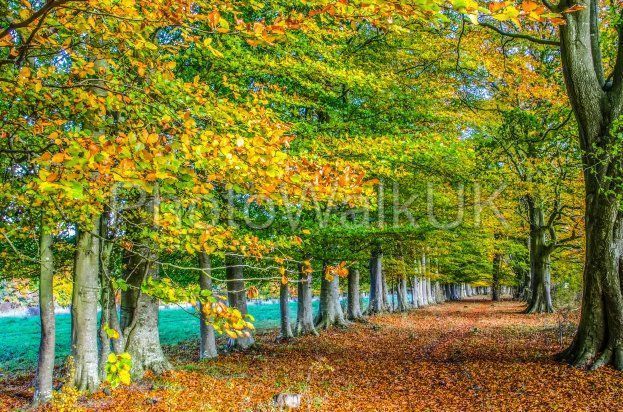 Row of English beech trees in autumn - Photo Walk UK