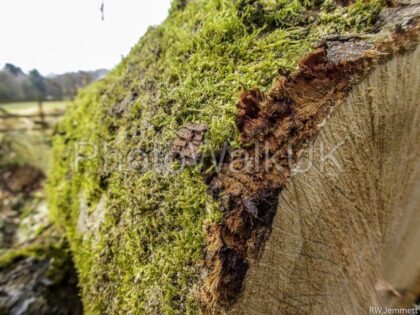 Moss covered felled tree - Photo Walk UK