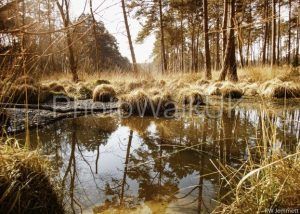 Aqua Brown Forest Pool - Photo Walk UK