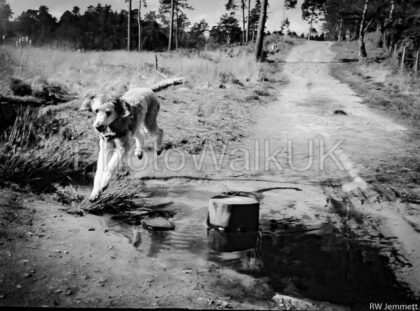Poodle Over Stream – Black and White - Photo Walk UK