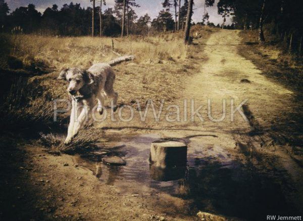Poodle Over Stream – Coloured - Photo Walk UK