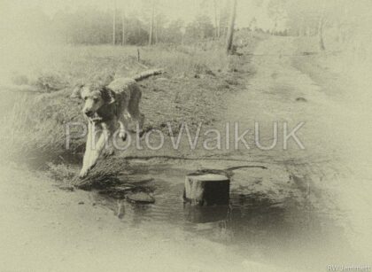 Poodle Over Stream  – Vintage - Photo Walk UK