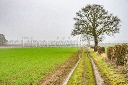 Open field with track and oak tree near Rauceby Lincolnshire - Photo Walk UK