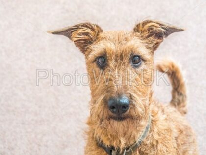 Irish Terrier dog looking at camera isolated - Photo Walk UK