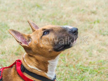 Tan-coloured Miniature English Bull Terrier head profile with harness - Photo Walk UK